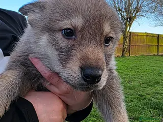 Northern Inuit dogs Tamaskan Puppies - Advert 1
