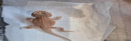 Bearded Dragon reptiles for sale: Baby bearded dragons mixed colours - Advert 5