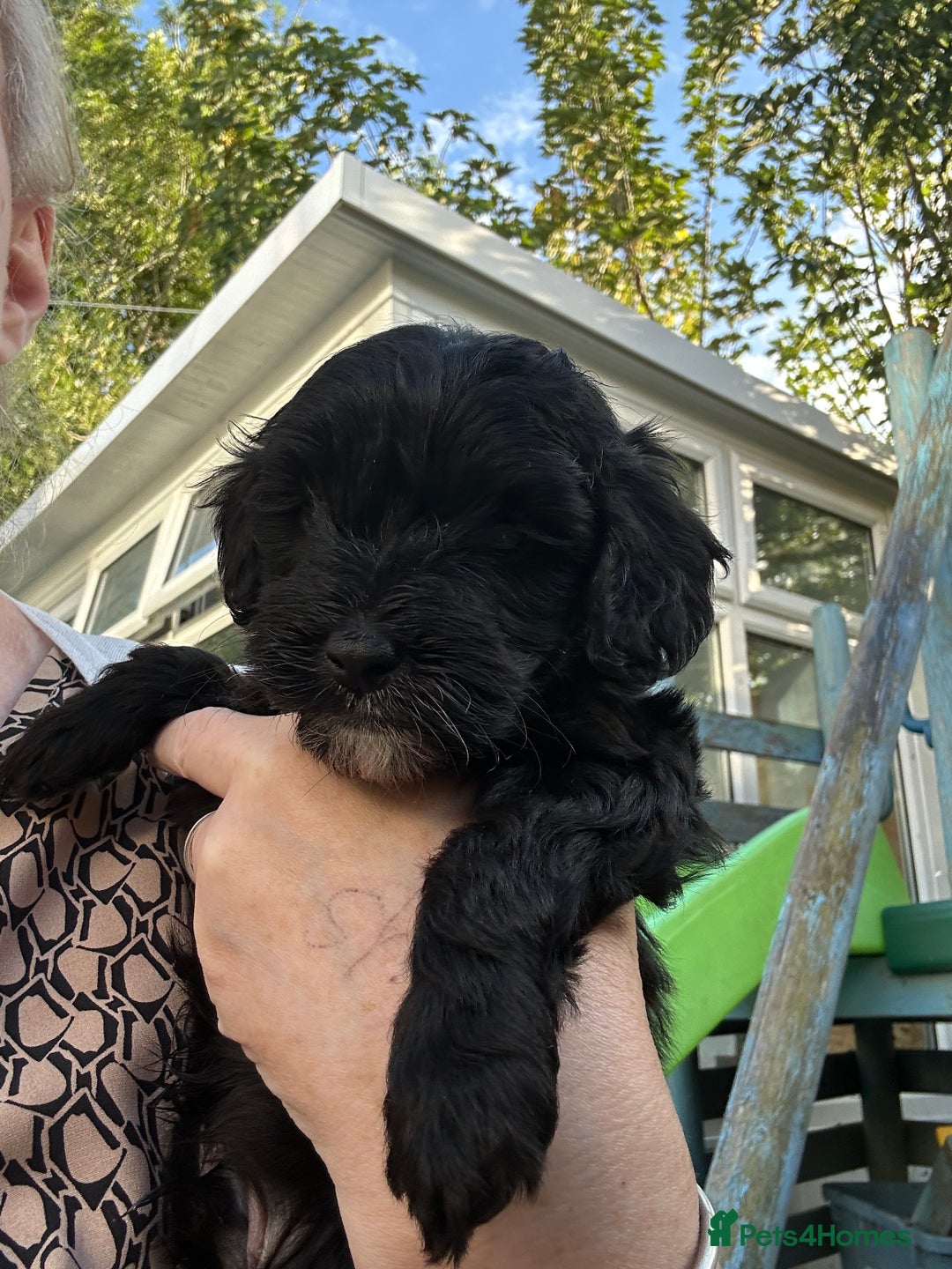 Maltipoo dogs for sale: Beautiful cheeky maltipoo, ball of fluff - Image 9