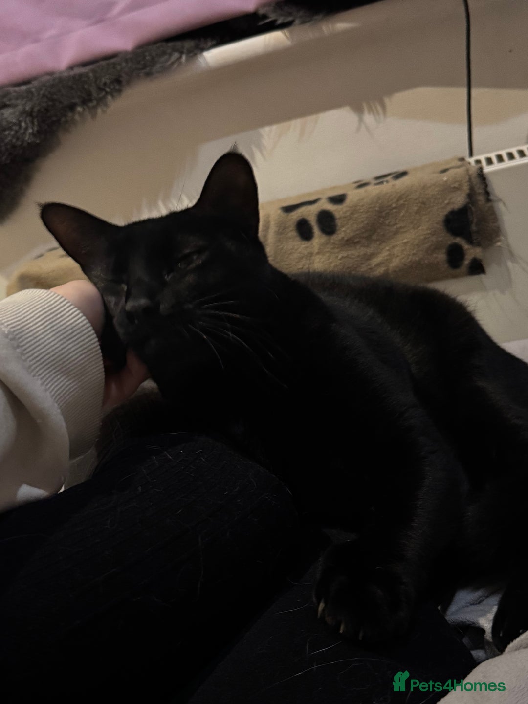 Mixed Breed cats for sale: Amazing Cats - Advert 3