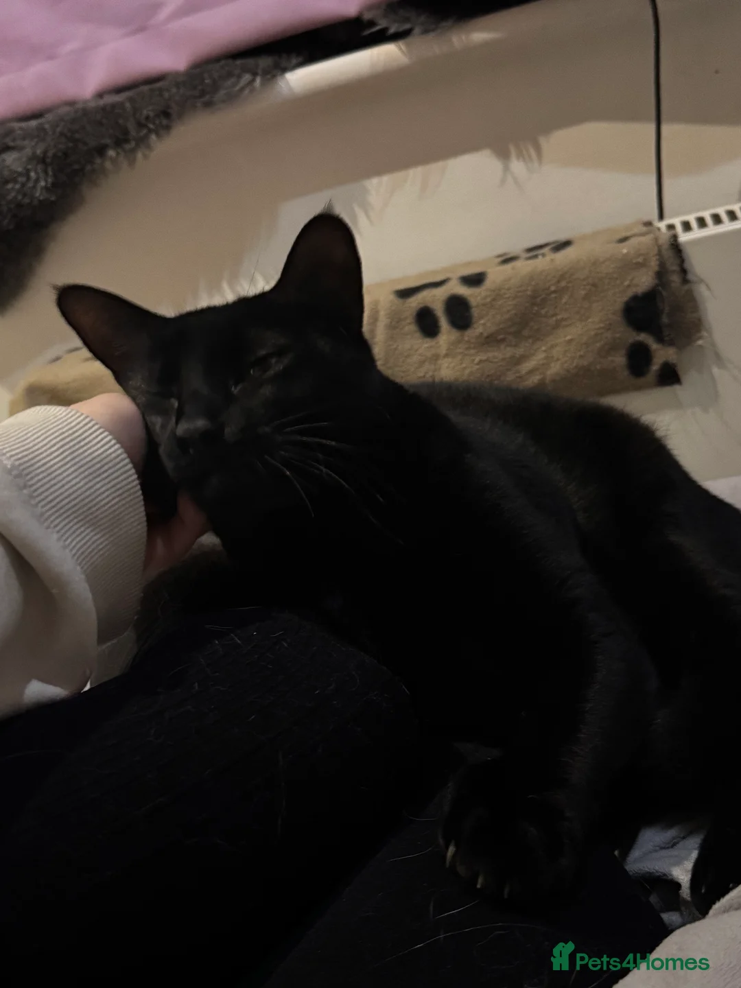 Mixed Breed cats for sale: Amazing Cats - Advert 3