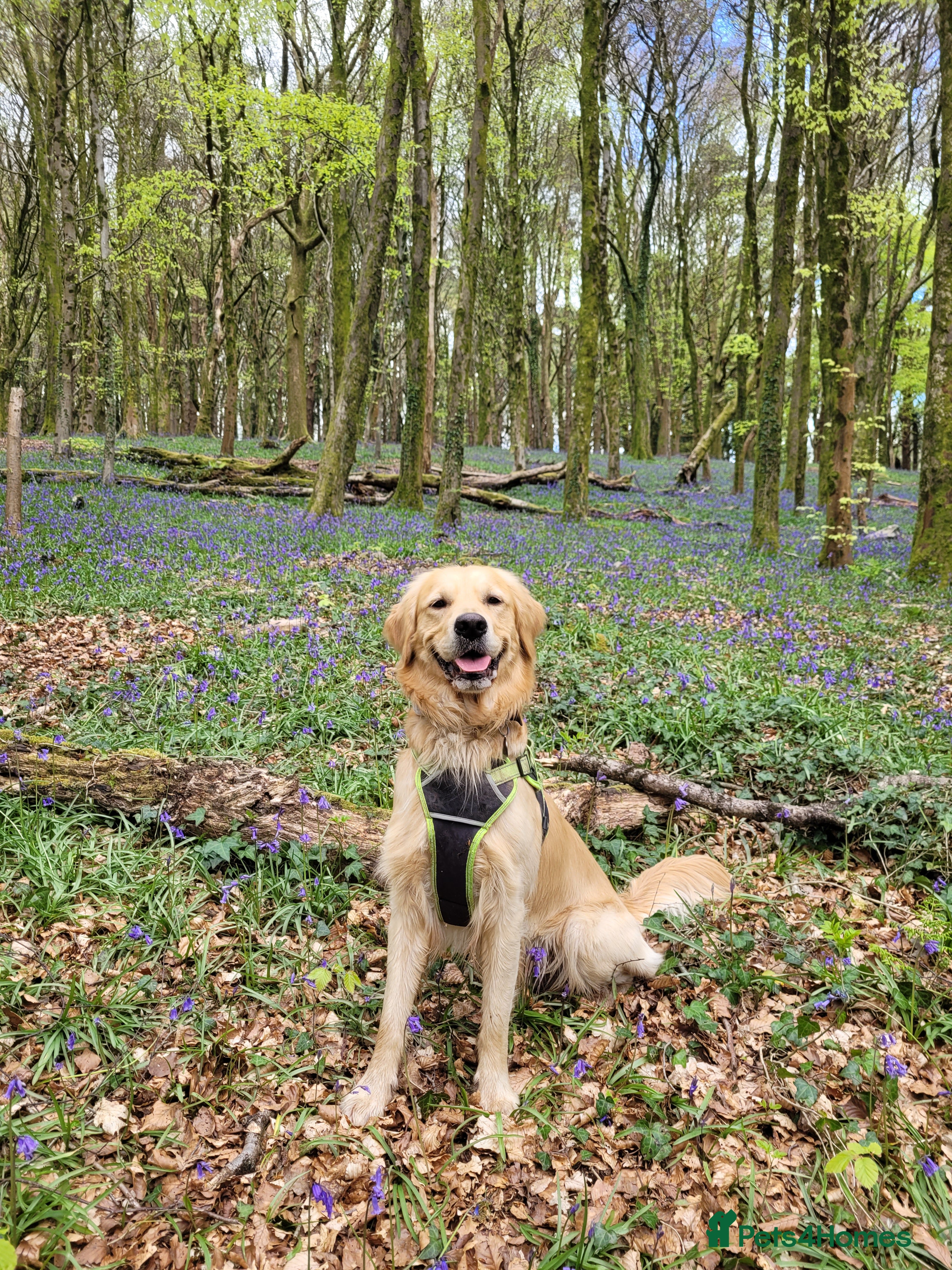 Golden Retriever dogs Proven Golden retriever - KC registered in Cardiff - Advert 4