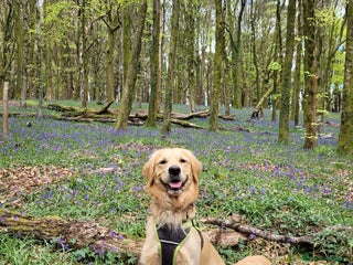 Golden Retriever dogs in Cardiff - Advert 7