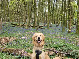 Golden Retriever dogs Proven Golden retriever - KC registered in Cardiff - Advert 1