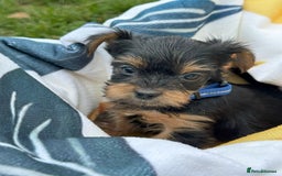 Yorkshire Terrier dogs for sale: Mini Yorkshire Terrier Puppies looking for Home - Image 2
