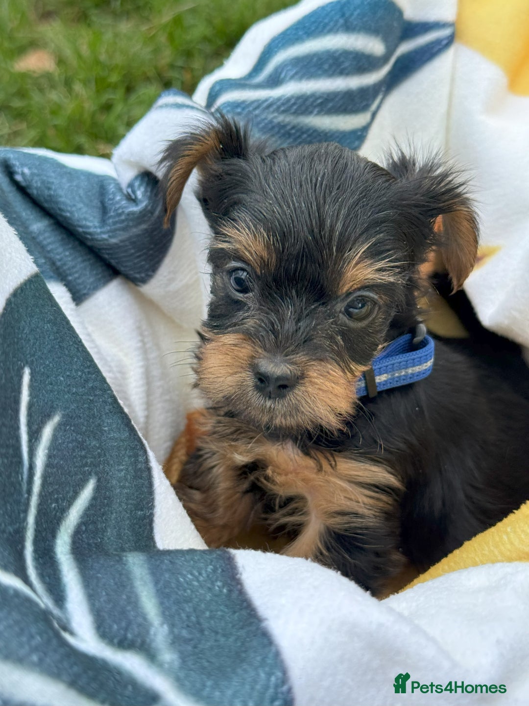 Yorkshire Terrier dogs for sale: Mini Yorkshire Terrier Puppies looking for Home - Image 2