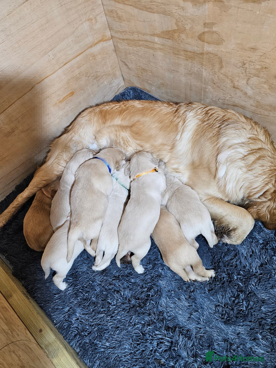 Golden Retriever dogs for sale: Golden retriever puppy for sale in Harrow  London - Advert 16