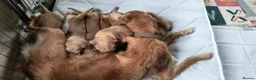 Golden Retriever dogs for sale: KC Registered Golden Retriever Pups Ready 7th June - Advert 12