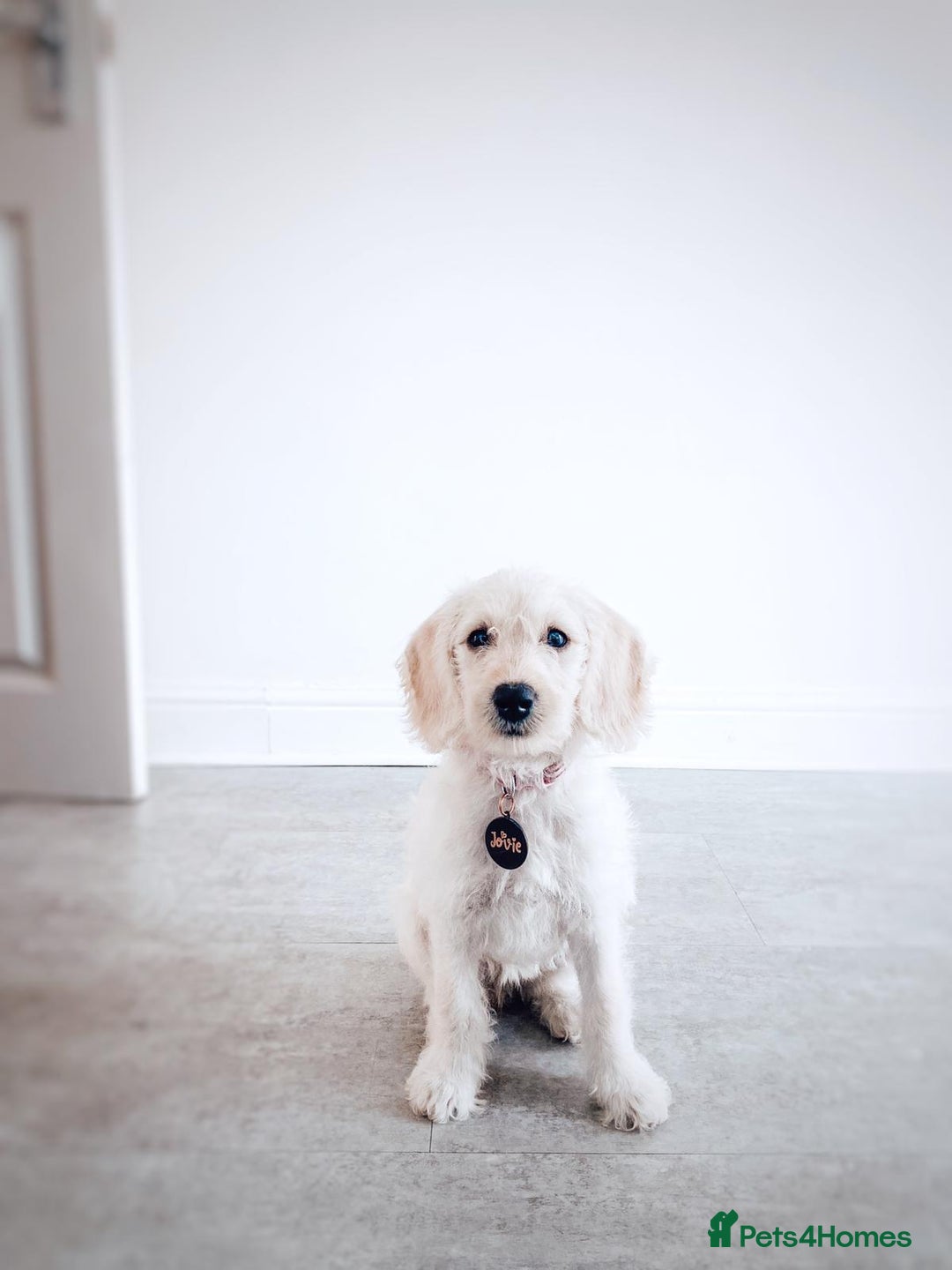 Australian Labradoodle dogs for sale: Australian labradoodles from Annetteslabradoodles  - Advert 32