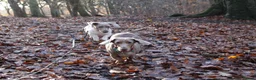 Miniature Dachshund dogs for sale: 2 miniature dachshund girls for sale dapple pieb in Bradford - Advert 4