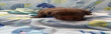 Labrador Retriever 1