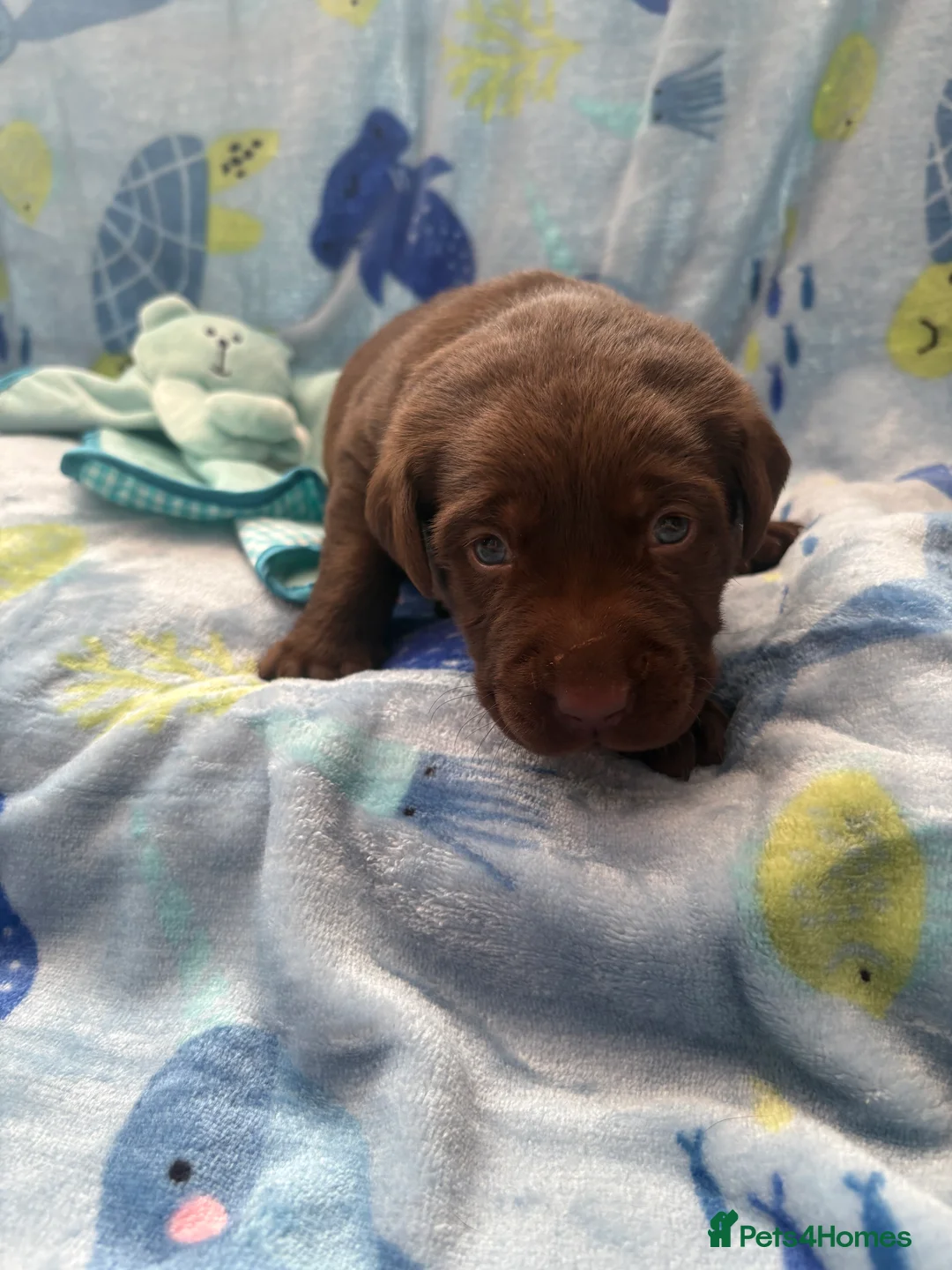 Labrador Retriever dogs for sale: Stunning KC Registered Labrador Puppies  - Advert 13