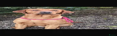 Labrador Retriever Puppy 3