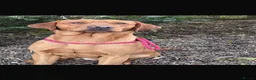 Labrador Retriever dogs for sale: RKC Black Labrador Puppies for Sale - Advert 3