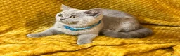 British Shorthair cats for sale: GCCF🏆ChampionBloodline 5GENpedigree BSHblue/lilac - Advert 15