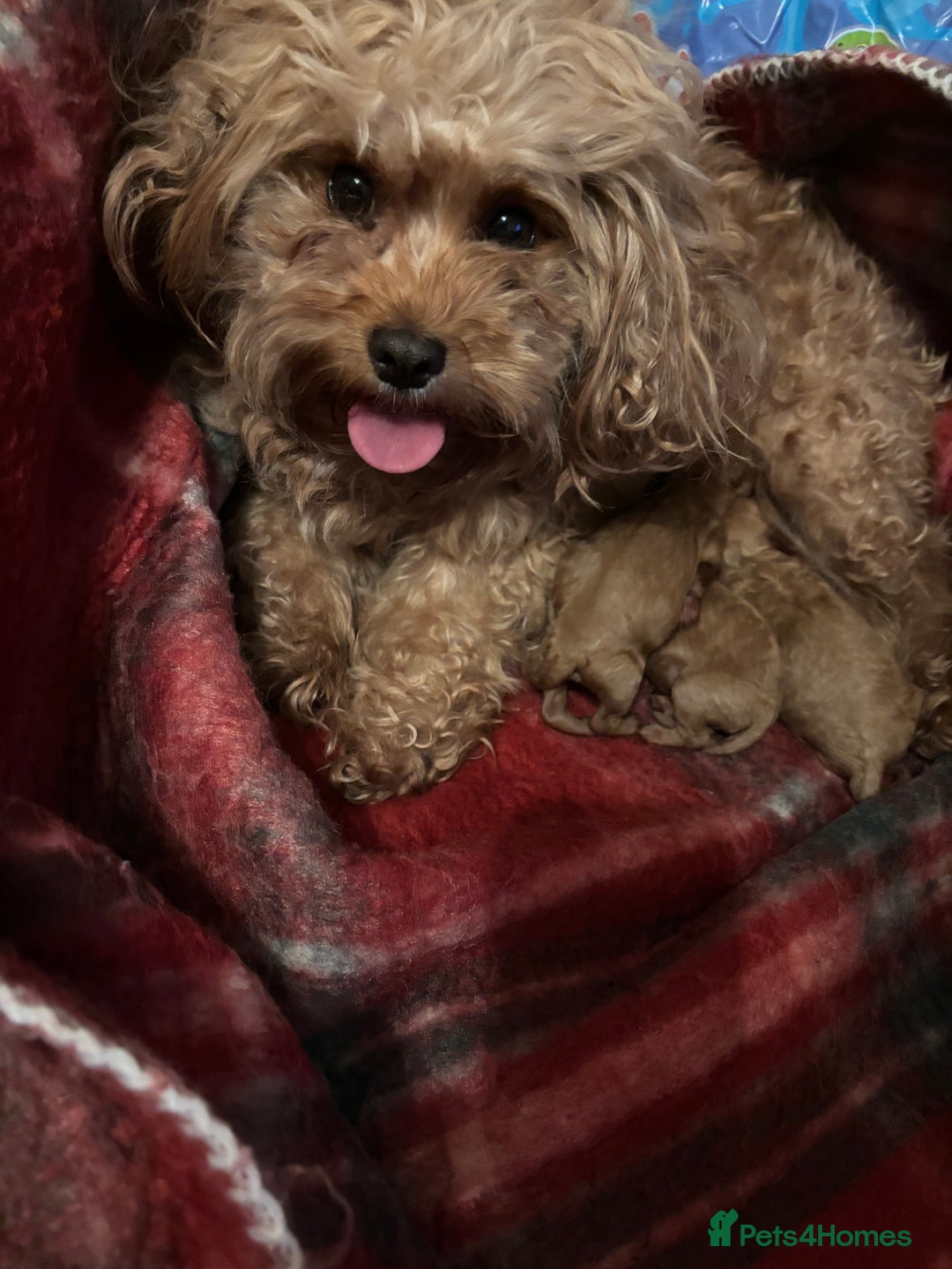 Cavapoo dogs for sale: F1B Red Toy Cavapoos- Health Tested  ************  - Advert 4