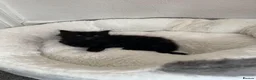 European cats for sale: Beautiful Kittens 🐱 available now - Advert 11