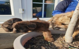 Mixed Breed dogs for sale: Border Terrier x miniature Poodle  - Image 9