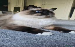 Ragdoll cats for sale: 💎 2 Exceptional Pedigree Ragdolls-young adults💎 - Image 15