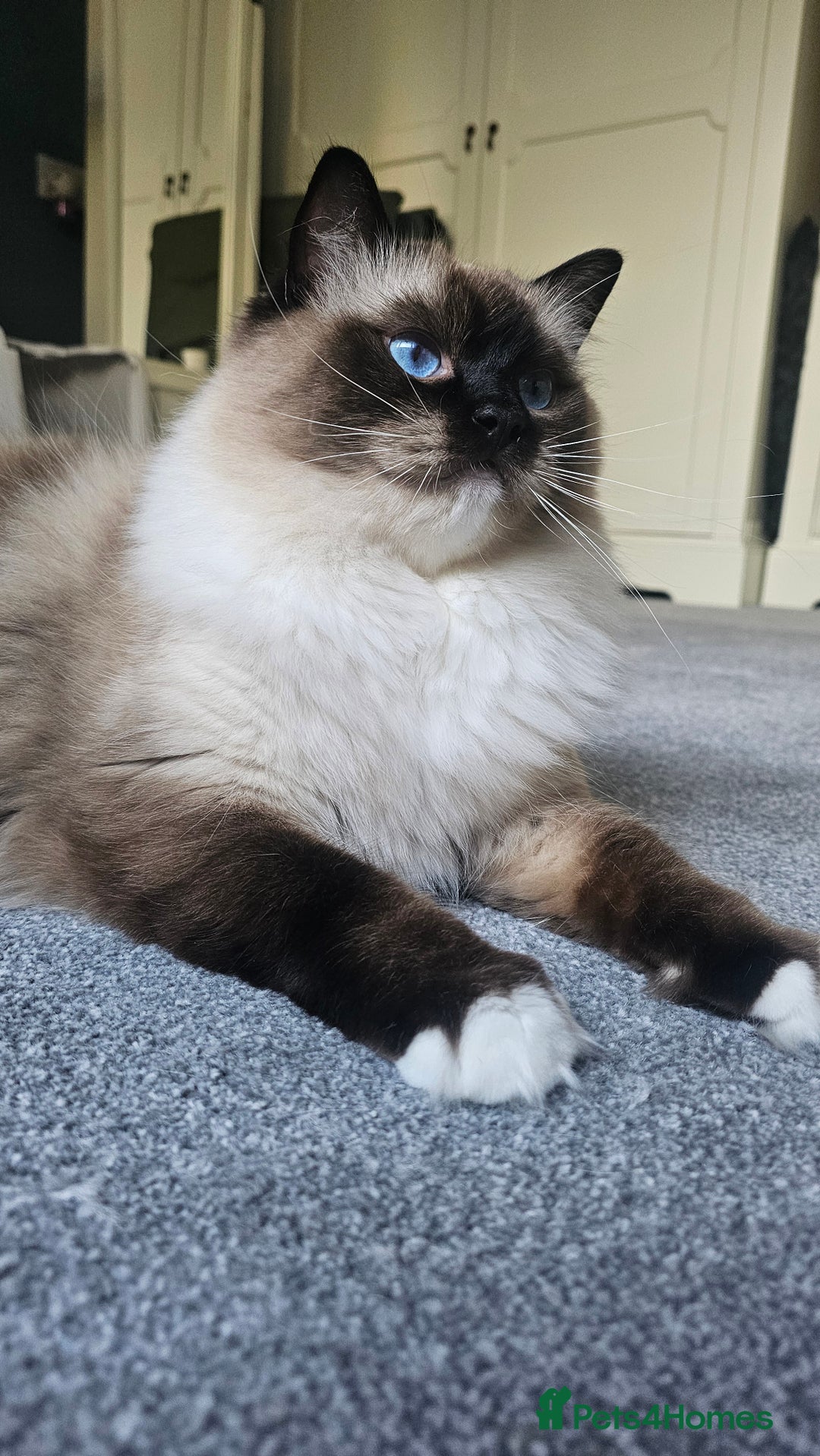 Ragdoll cats for sale: 💎 2 Exceptional Pedigree Ragdolls-young adults💎 - Image 15