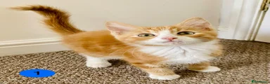 Boy 1
