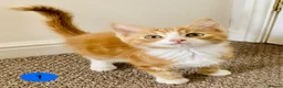 Mixed Breed cats for sale: RagdollCross X Domestic Shorthair - Advert 1