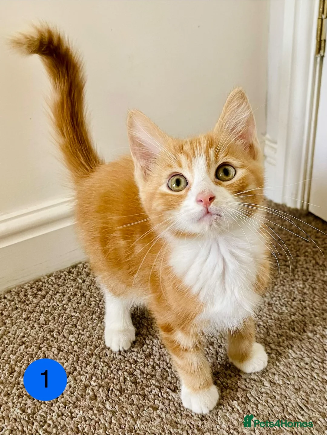 Mixed Breed cats for sale: RagdollCross X Domestic Shorthair - Advert 1