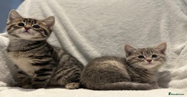 British Shorthair cats - Advert 7