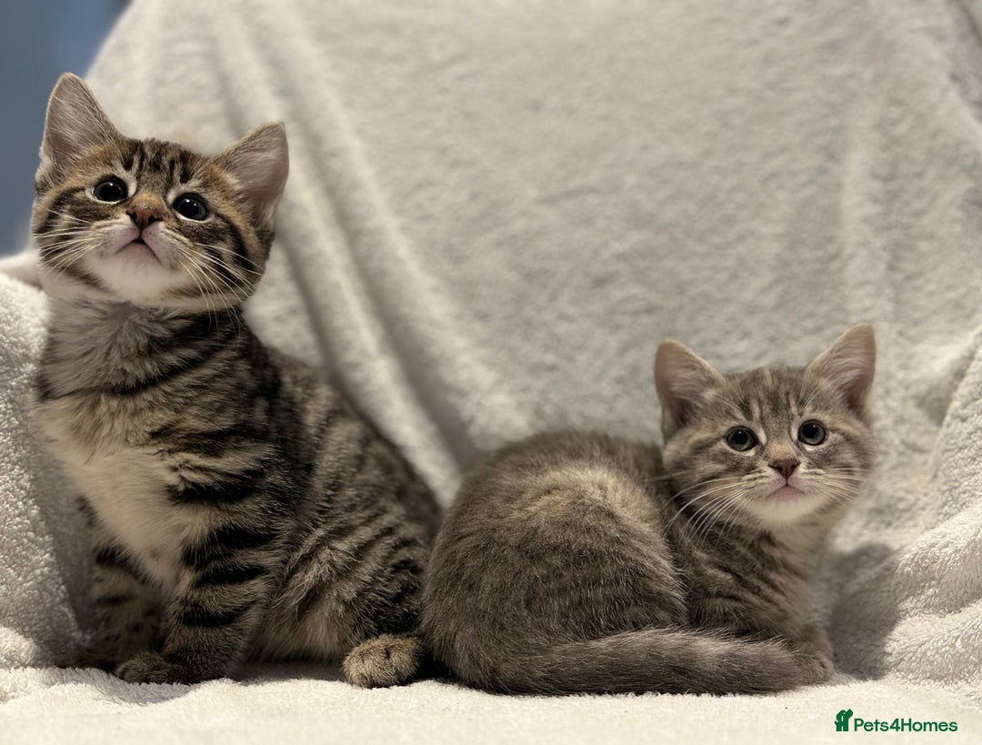 British Shorthair cats for sale: British shorthair kittens *ready now* - Image 3