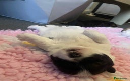 Mixed Breed dogs for sale: Stunning maltipoo x pug puppies  - Advert 10