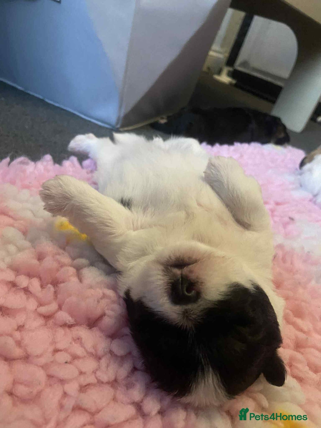 Mixed Breed dogs for sale: Stunning maltipoo x pug puppies  - Advert 10