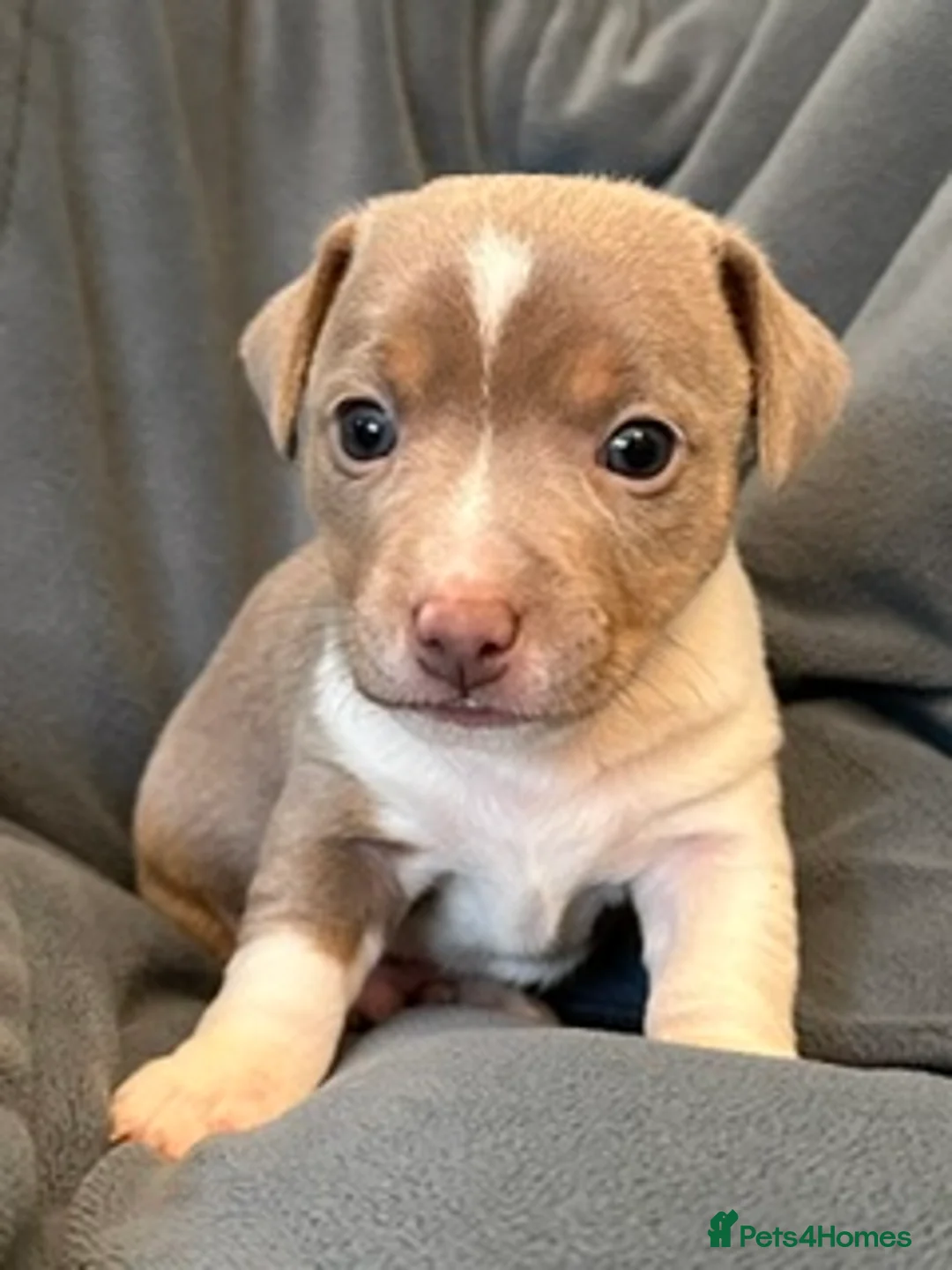 Jack Russell dogs for sale: Conscientiously bred and reared - Advert 17