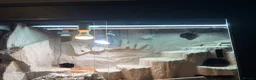 Bearded Dragon reptiles for sale: Hypo morph bearded dragon 10 months old in Lancaster - Advert 2