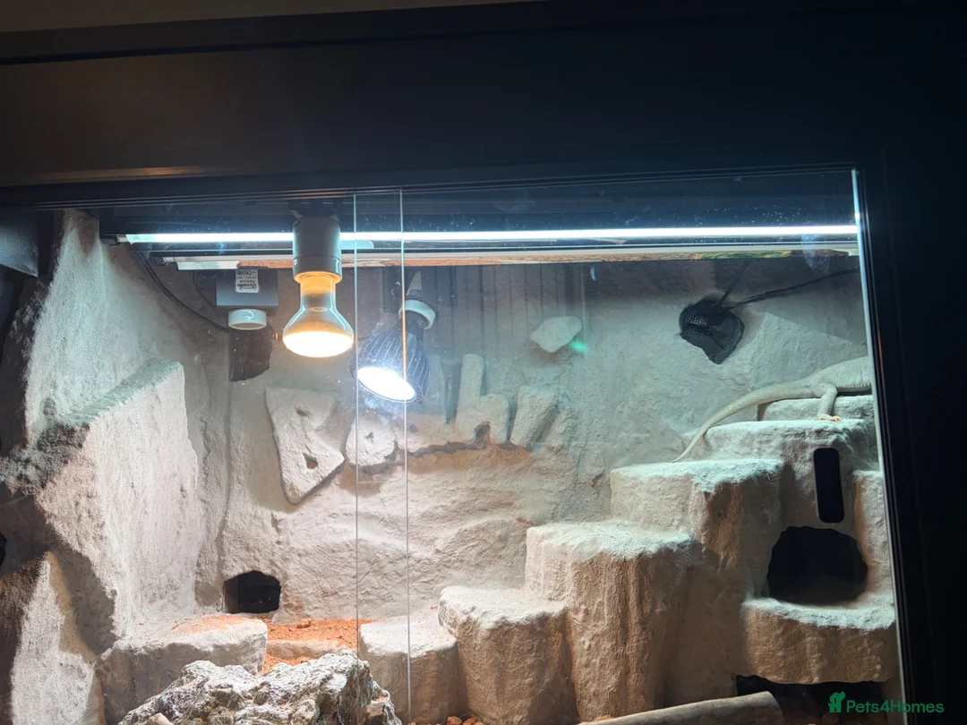 Bearded Dragon reptiles for sale: Hypo morph bearded dragon 10 months old in Lancaster - Advert 2