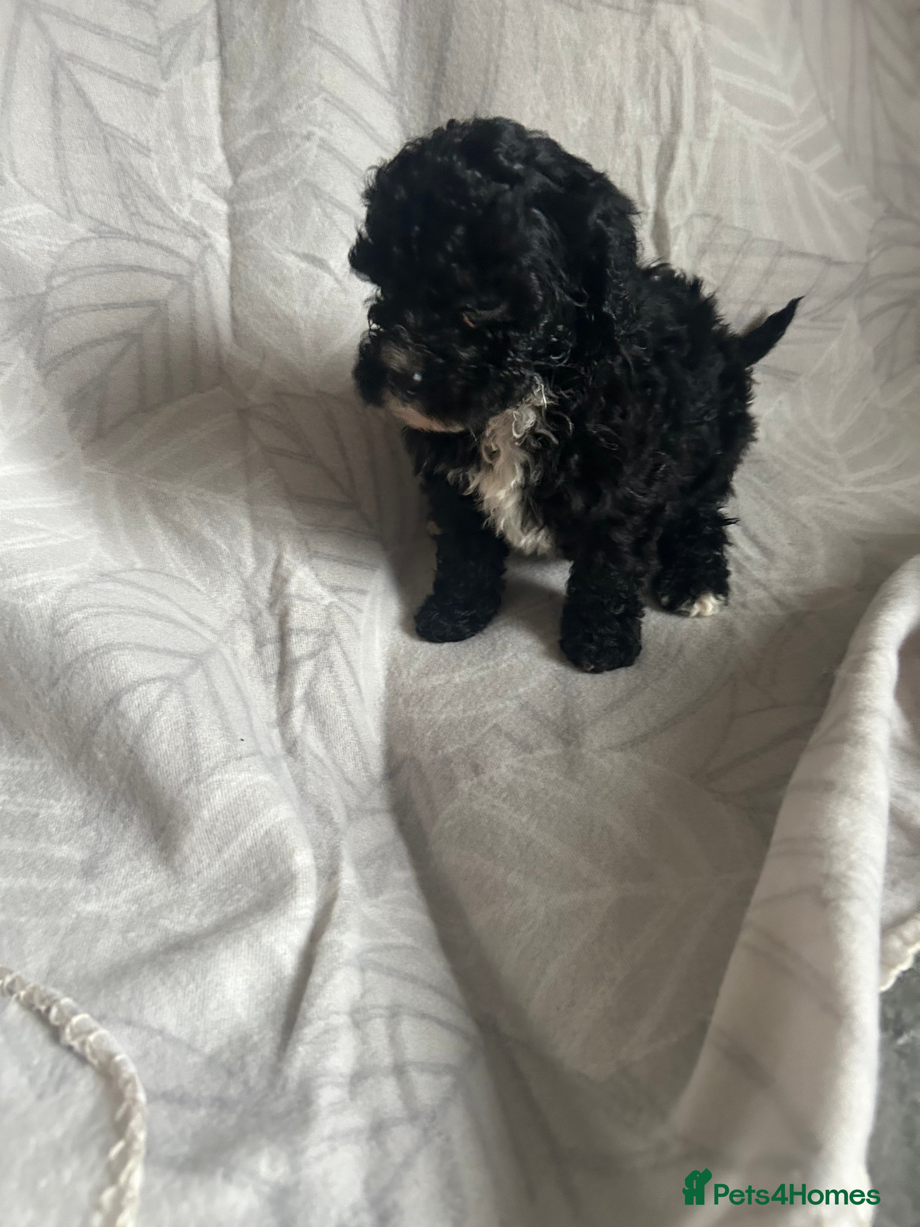 Cavapoo dogs Cute cavapoo pups - Advert 1