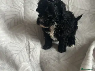 Cavapoo dogs Cute cavapoo pups - Advert 1