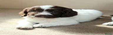 Sproodle 5