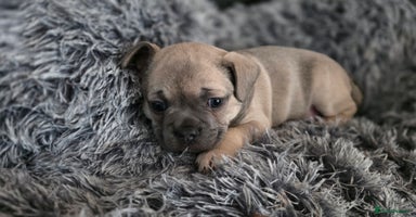 Mixed Breed dogs - Advert 1