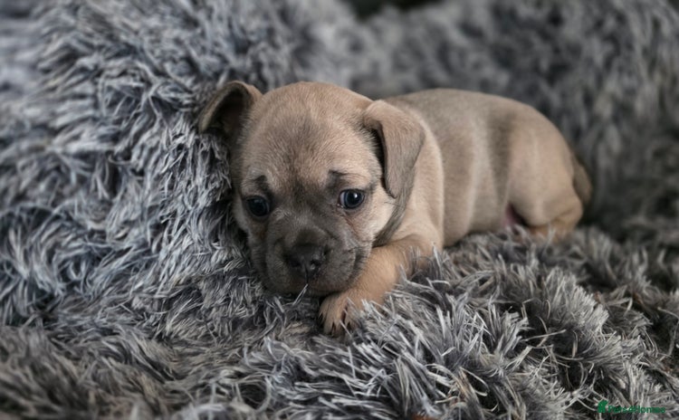Mixed Breed dogs - Advert 4