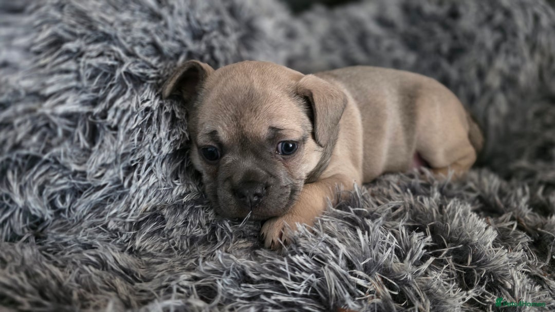 Mixed Breed dogs for sale: French bulldog x Chihuahua puppies - Image 2