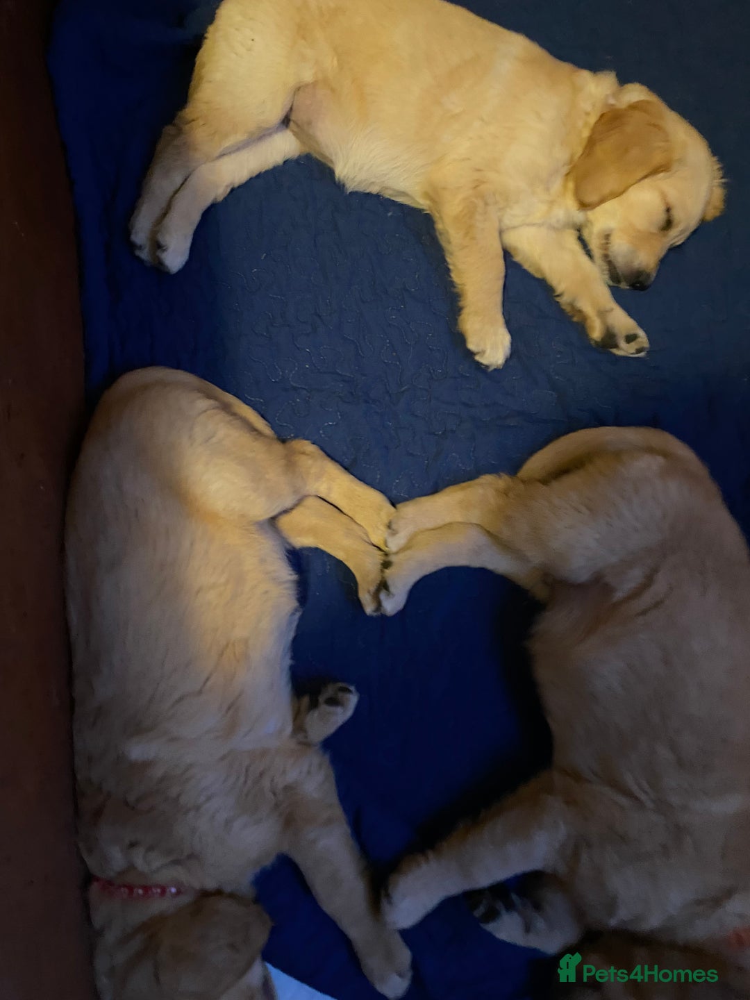 Golden Retriever dogs for sale: **True Gold** Pure Golden Retriever Puppies - Image 5