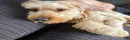 Cockapoo dogs for sale: Teddy - 1 year old male cockapoo  - Advert 5