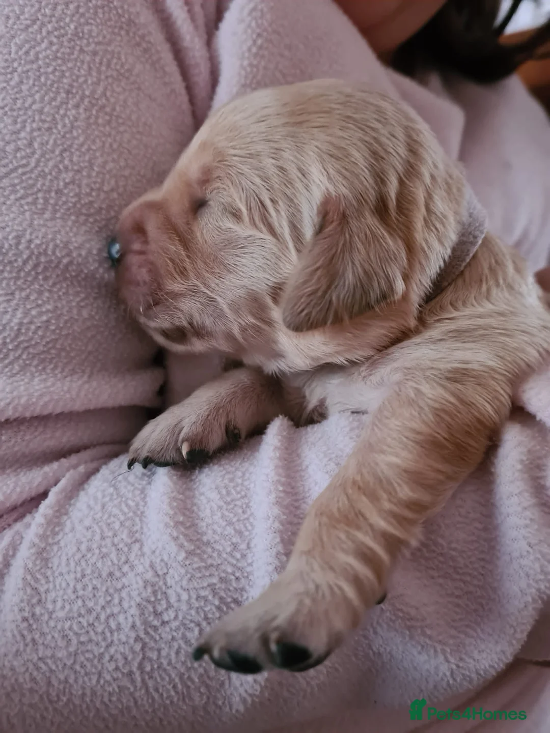 Golden Retriever dogs for stud: exceptional PROVEN dog available for stud  in Northwich - Advert 18