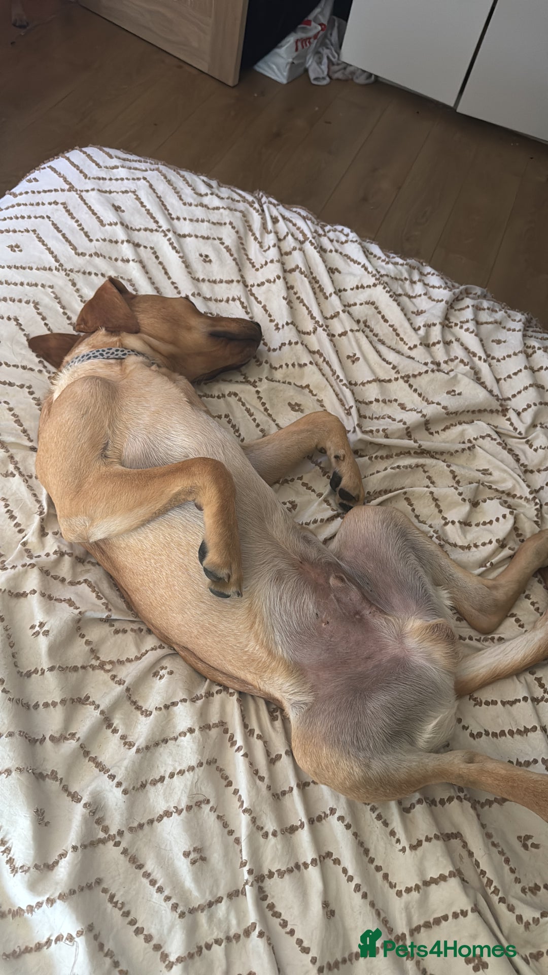 Labrador Retriever dogs for sale: Lenny & Bee - Advert 2