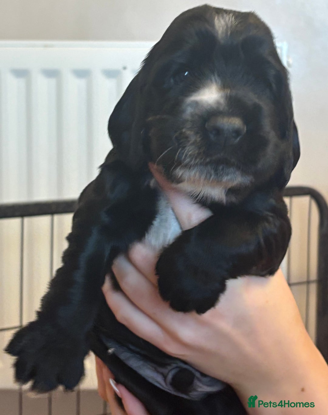 Cocker Spaniel dogs for sale: 4 cocker spaniel puppies, mum and dad family pets - Advert 17