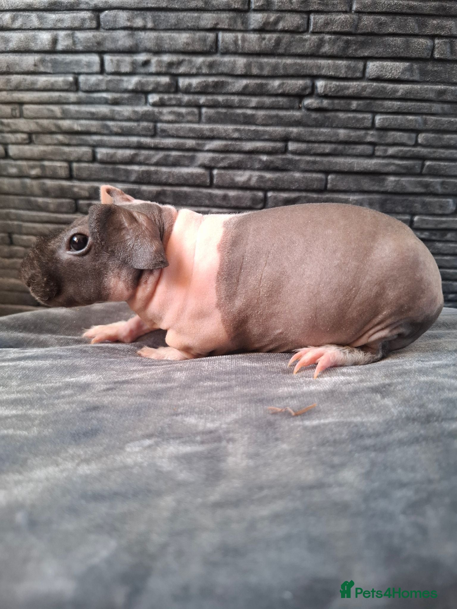 Guinea Pig rodents Purebred skinny pigs- ONLY one boy left - Advert 14