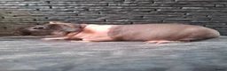 Guinea Pig rodents for sale: Purebred skinny pigs- ONLY 50£ ♡ - Advert 1