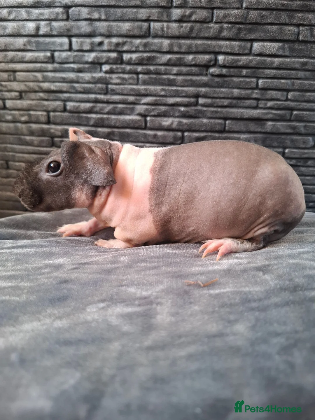 Guinea Pig rodents for sale: Purebred skinny pigs- ONLY 50£ ♡ - Advert 1
