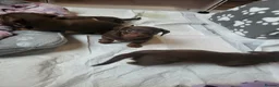 Dachshund dogs for sale: Dachschund puppies - Advert 11