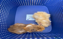 Guinea Pig rodents for sale: 2 female guinea pig siblings  - Image 1